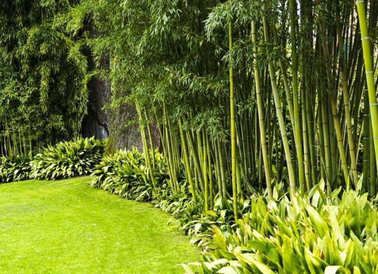 Backyard x scapes bamboo