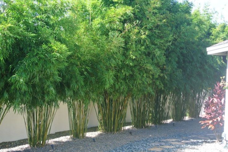 Backyard x scapes bamboo