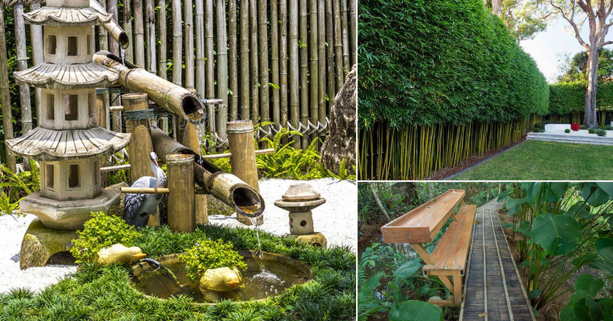 Bamboo landscaping ideas landscape privacy hedge backyard garden plants yard fence tree gardens gardenloversclub blog tropical plant idea look pool