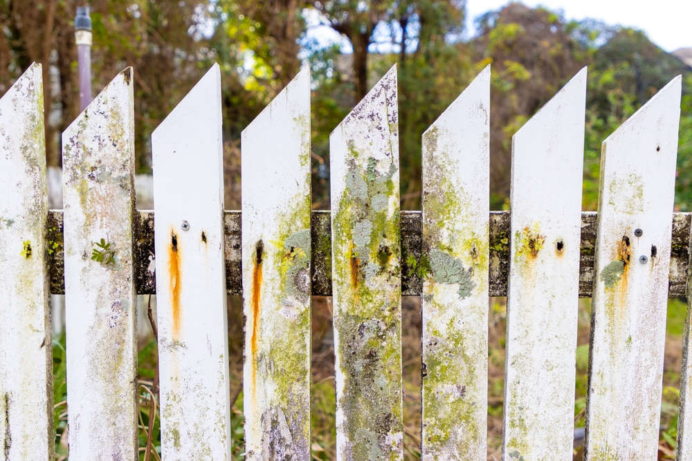 Algae mold cleaners